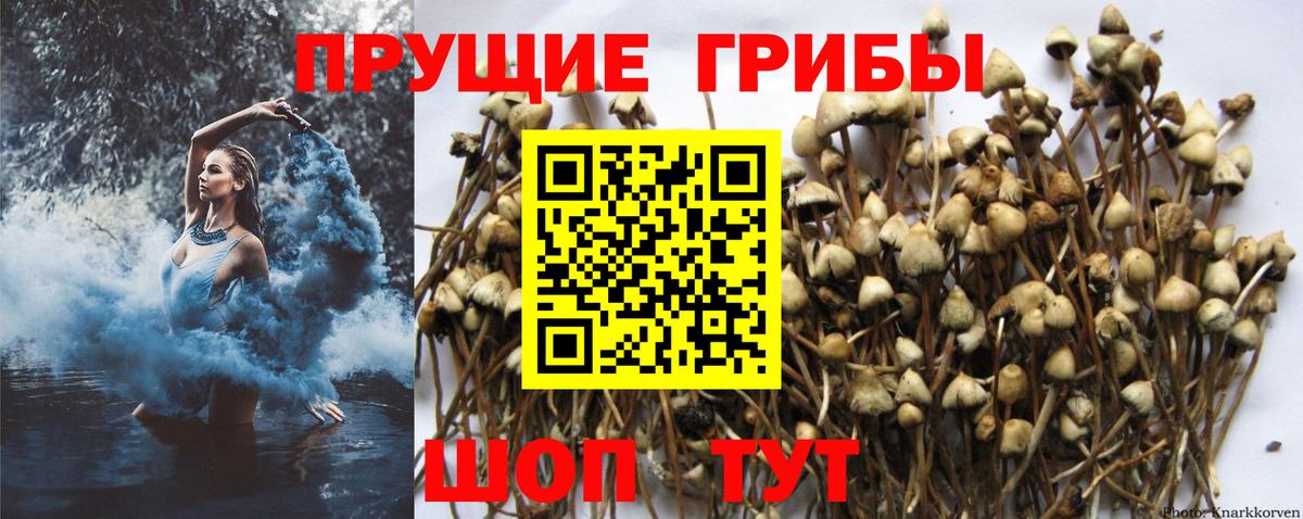 Грязи  Галлюциногенные грибы Cubensis  наркошоп  Вход с VPN 